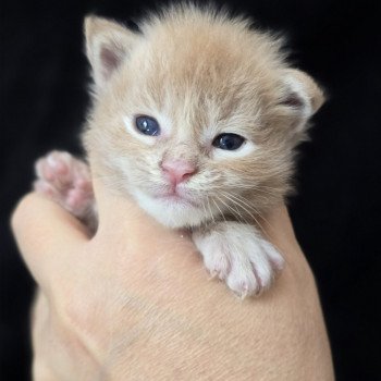 chaton Maine coon cream silver blotched tabby Elevage de maine coon L'Or sauvage chaton Maine coon cream silver blotched tabby Elevage de maine coon L'Or sauvage