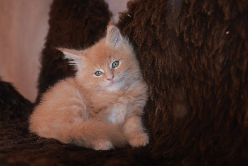 Amaru DE L'OR SAUVAGE Mâle Maine coon
