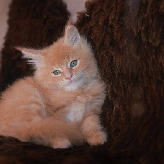 Amaru DE L'OR SAUVAGE Mâle Maine coon