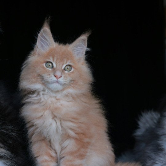 Amaru DE L'OR SAUVAGE Mâle Maine coon