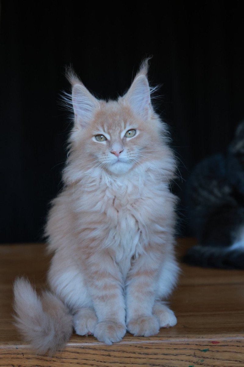Amaru DE L'OR SAUVAGE Mâle Maine coon