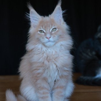 chaton Maine coon cream silver blotched tabby Amaru Elevage de maine coon L'Or sauvage