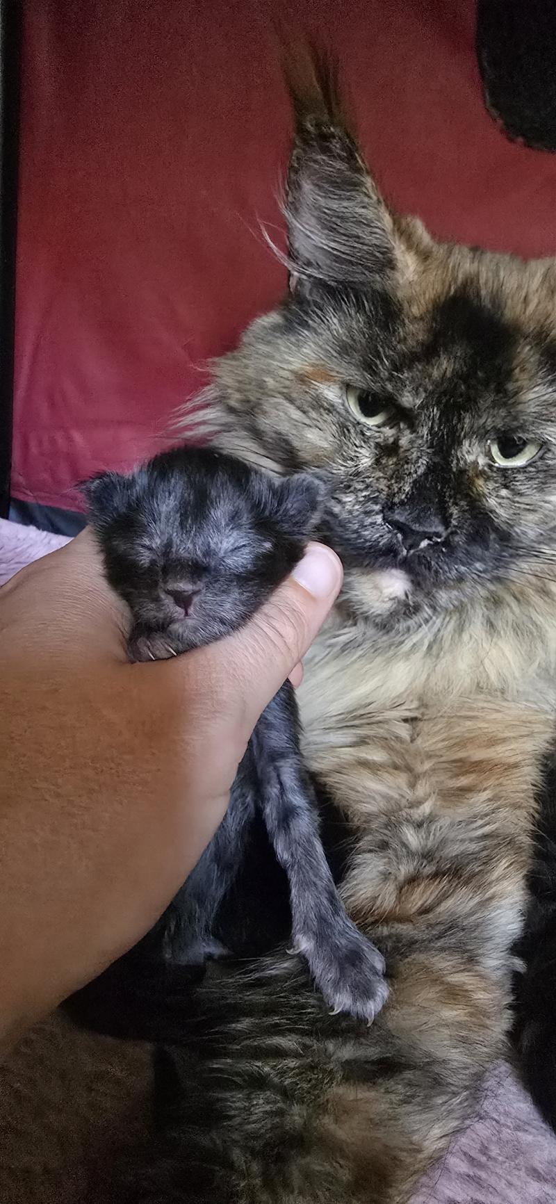 Bronx DE L'OR SAUVAGE Mâle Maine coon