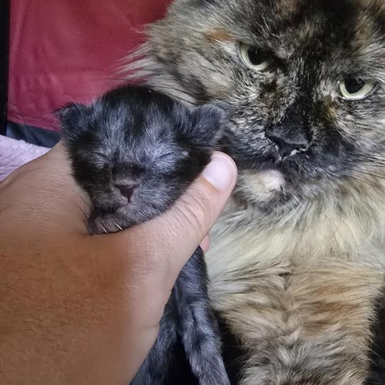 chaton Maine coon black smoke Elevage de maine coon L'Or sauvage