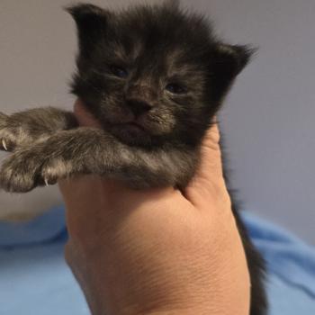 chaton Maine coon black smoke Bronx Elevage de maine coon L'Or sauvage