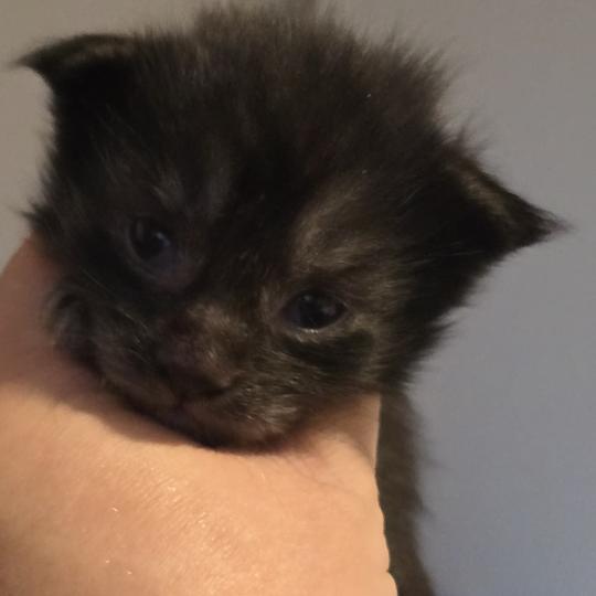 chaton Maine coon black smoke Bronx Elevage de maine coon L'Or sauvage