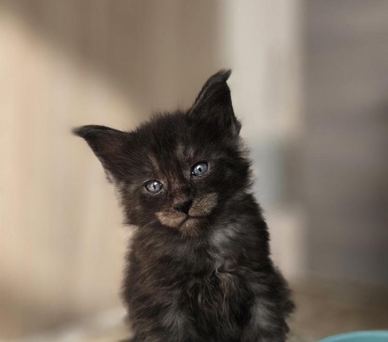 BALTHAZAR DE L'OR SAUVAGE Mâle Maine coon