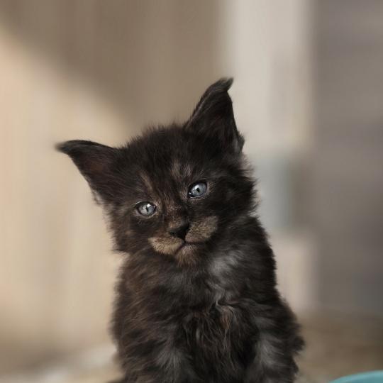 chaton Maine coon black smoke BALTHAZAR Elevage de maine coon L'Or sauvage