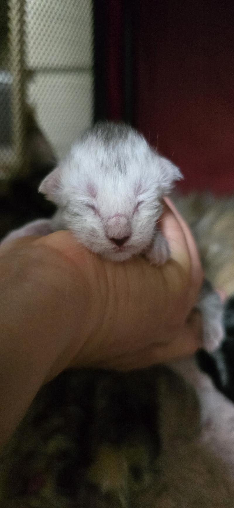 Bianco DE L'OR SAUVAGE Mâle Maine coon
