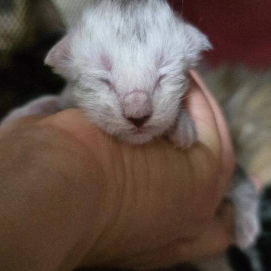 chaton Maine coon black silver mackerel tabby Elevage de maine coon L'Or sauvage