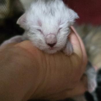 chaton Maine coon black silver mackerel tabby Elevage de maine coon L'Or sauvage