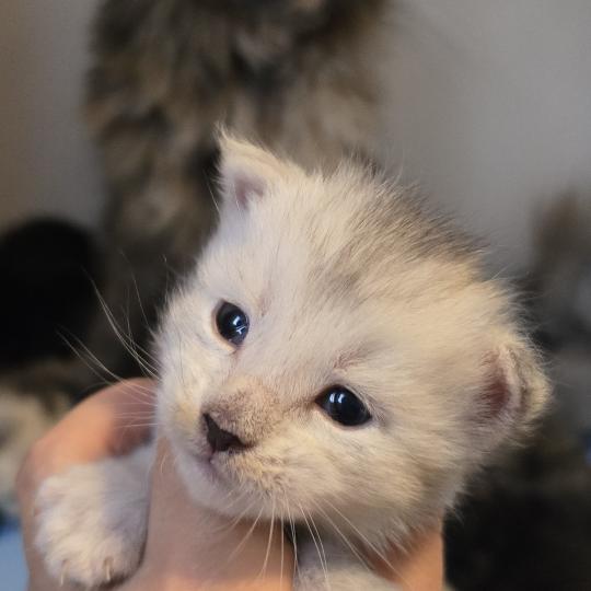 Bianco DE L'OR SAUVAGE Mâle Maine coon