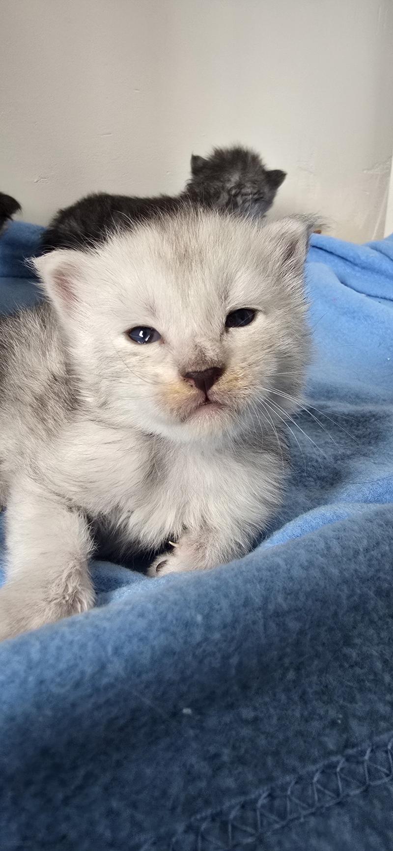 Bianco DE L'OR SAUVAGE Mâle Maine coon