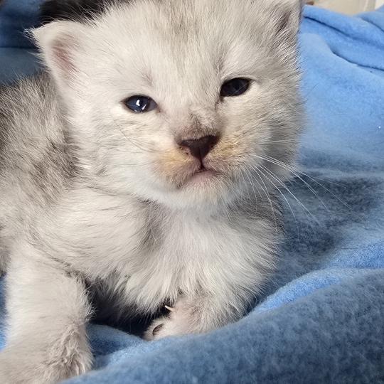Bianco DE L'OR SAUVAGE Mâle Maine coon