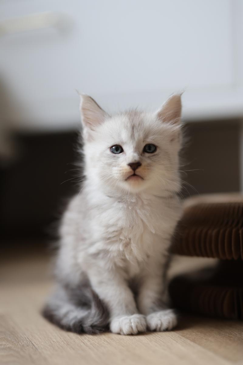 Bianco DE L'OR SAUVAGE Mâle Maine coon