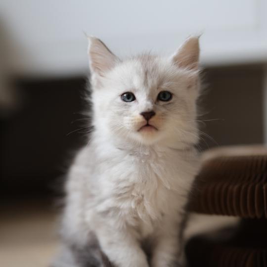 chaton Maine coon black silver mackerel tabby Bianco Elevage de maine coon L'Or sauvage