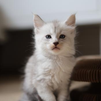 chaton Maine coon black silver mackerel tabby Bianco Elevage de maine coon L'Or sauvage