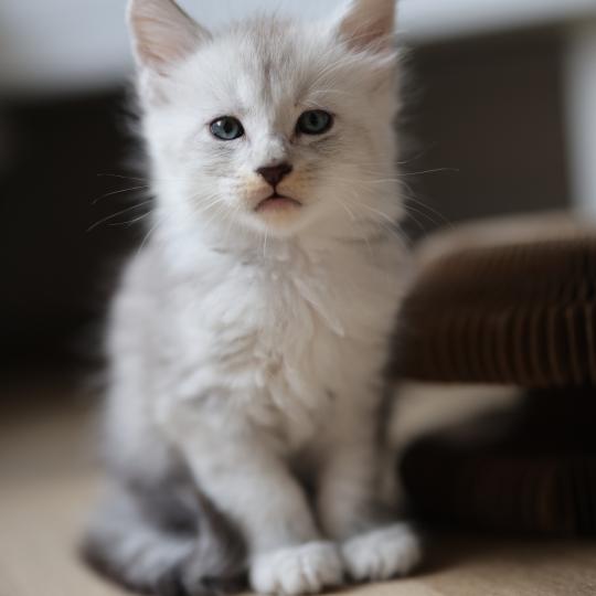 chaton Maine coon black silver mackerel tabby Bianco Elevage de maine coon L'Or sauvage