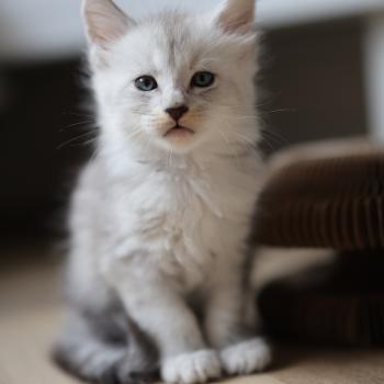 chaton Maine coon black silver mackerel tabby Bianco Elevage de maine coon L'Or sauvage