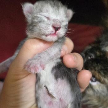 chaton Maine coon black silver blotched tabby & blanc Elevage de maine coon L'Or sauvage