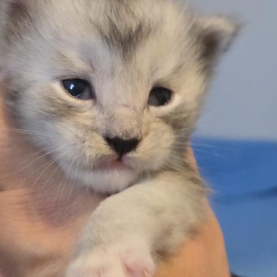 Baxter DE L'OR SAUVAGE Mâle Maine coon