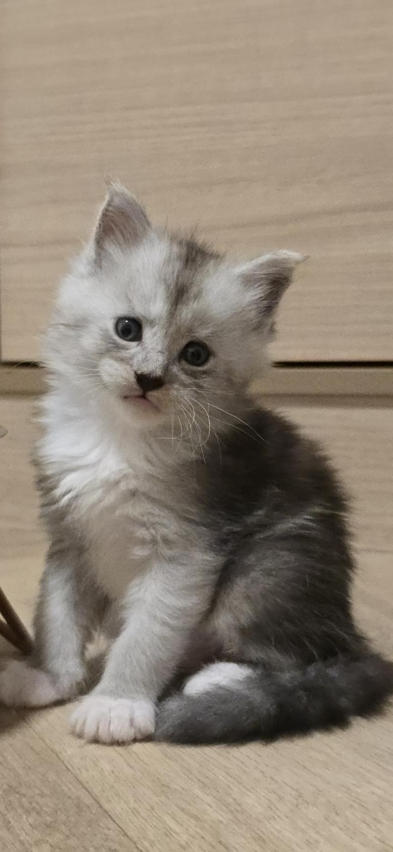 Baxter DE L'OR SAUVAGE Mâle Maine coon