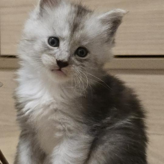 Baxter DE L'OR SAUVAGE Mâle Maine coon