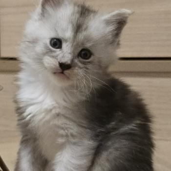 chaton Maine coon black smoke & blanc Baxter Elevage de maine coon L'Or sauvage