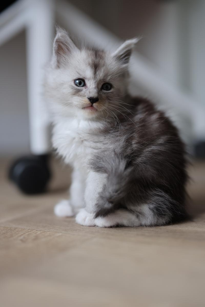 Baxter DE L'OR SAUVAGE Mâle Maine coon