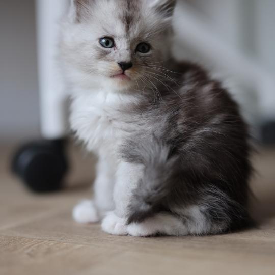 chaton Maine coon black smoke & blanc Baxter Elevage de maine coon L'Or sauvage
