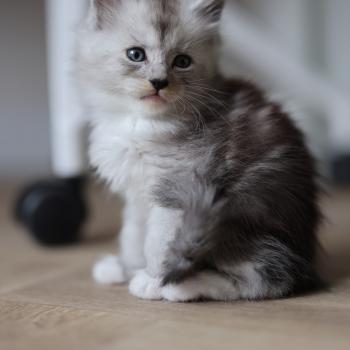 chaton Maine coon black smoke & blanc Baxter Elevage de maine coon L'Or sauvage