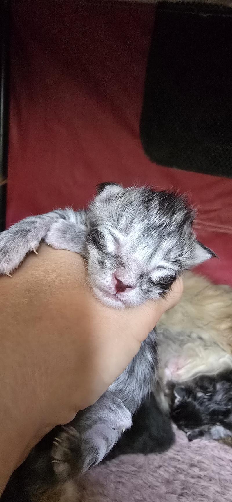 Brooks DE L'OR SAUVAGE Mâle Maine coon