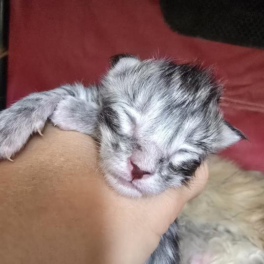 chaton Maine coon black silver mackerel tabby Elevage de maine coon L'Or sauvage
