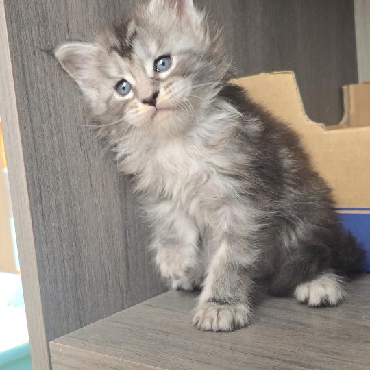 chaton Maine coon black silver mackerel tabby Brooks Elevage de maine coon L'Or sauvage