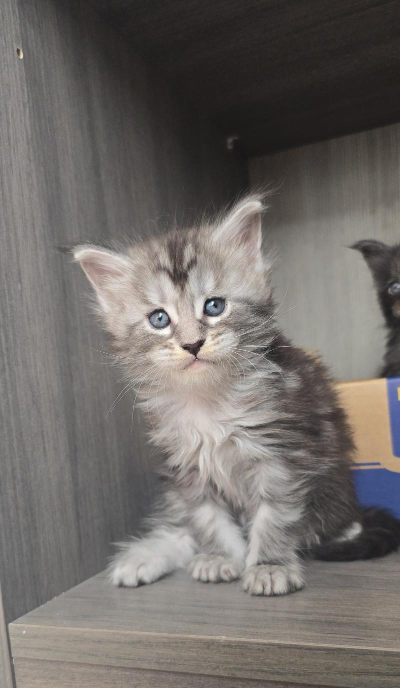 Brooks DE L'OR SAUVAGE Mâle Maine coon