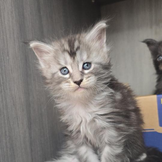 Brooks DE L'OR SAUVAGE Mâle Maine coon