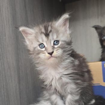 chaton Maine coon black silver mackerel tabby Brooks Elevage de maine coon L'Or sauvage