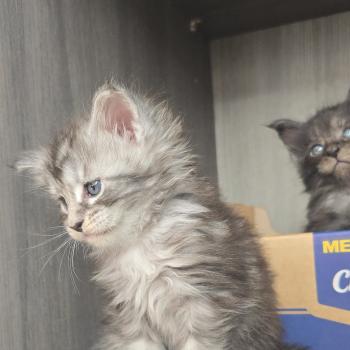 chaton Maine coon black silver mackerel tabby Brooks Elevage de maine coon L'Or sauvage