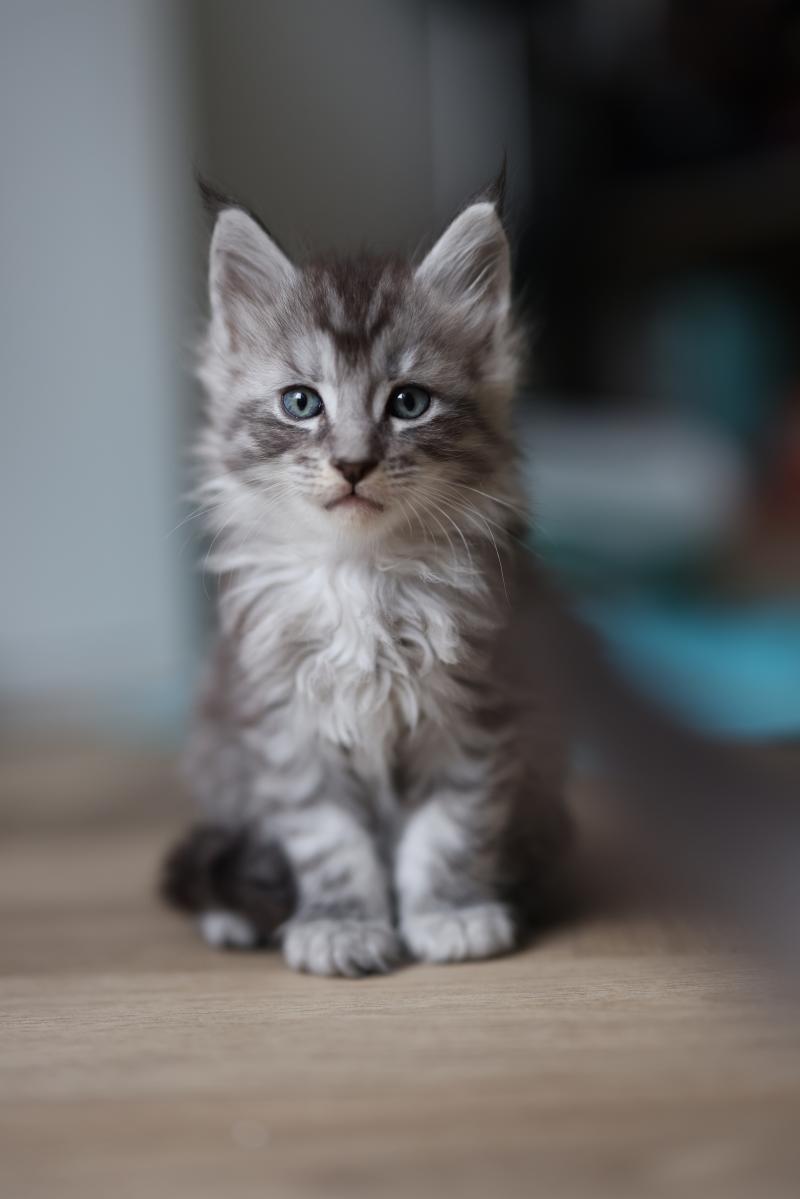 Brooks DE L'OR SAUVAGE Mâle Maine coon
