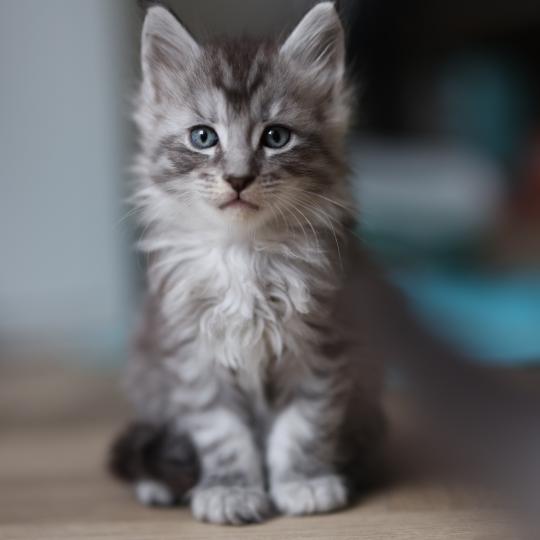 chaton Maine coon black silver mackerel tabby Brooks Elevage de maine coon L'Or sauvage