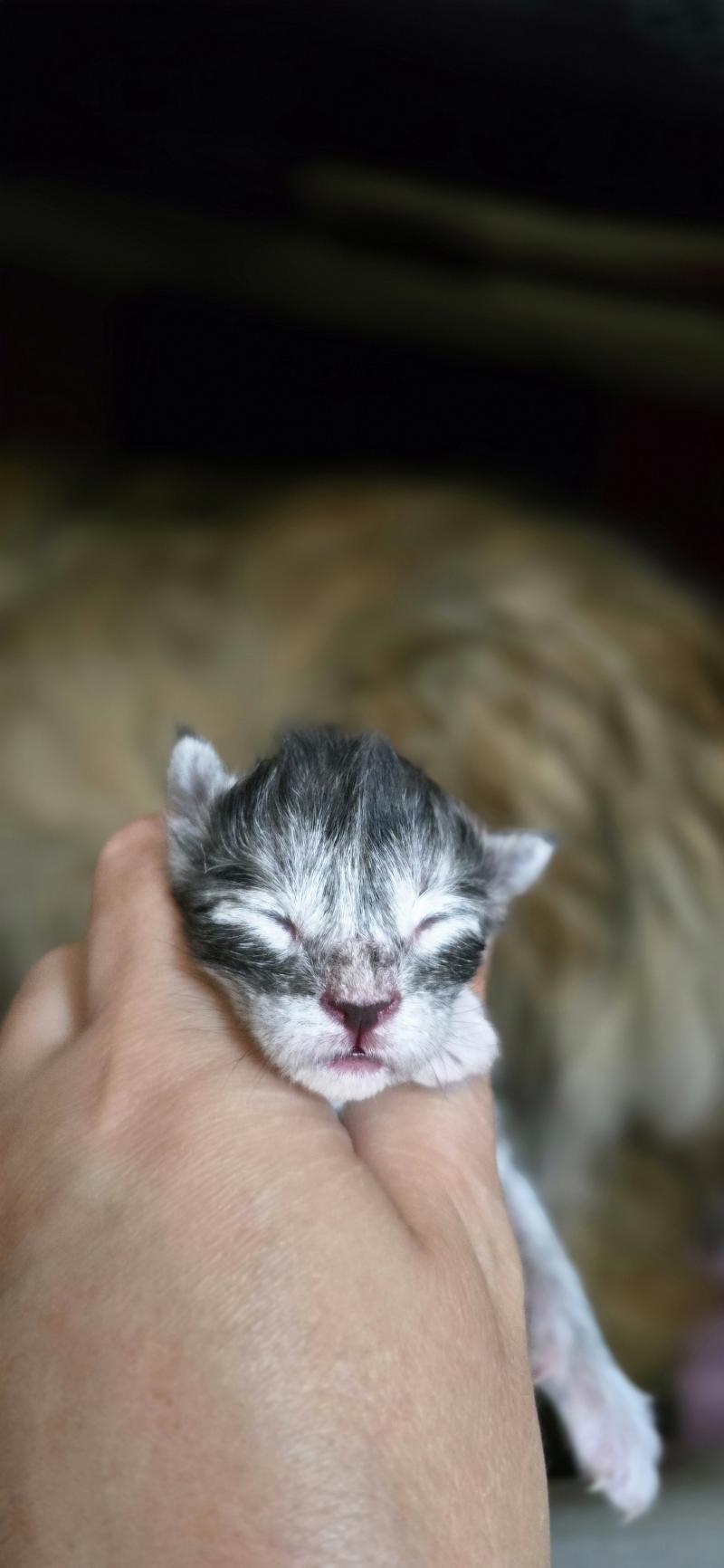 Blum DE L'OR SAUVAGE Femelle Maine coon