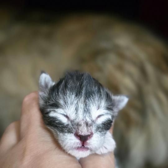 chaton Maine coon black silver blotched tabby Elevage de maine coon L'Or sauvage
