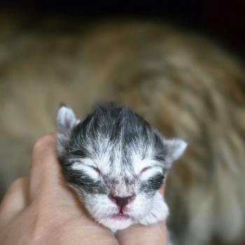 chaton Maine coon black silver blotched tabby Elevage de maine coon L'Or sauvage