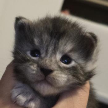 chaton Maine coon black silver mackerel tabby Blum Elevage de maine coon L'Or sauvage