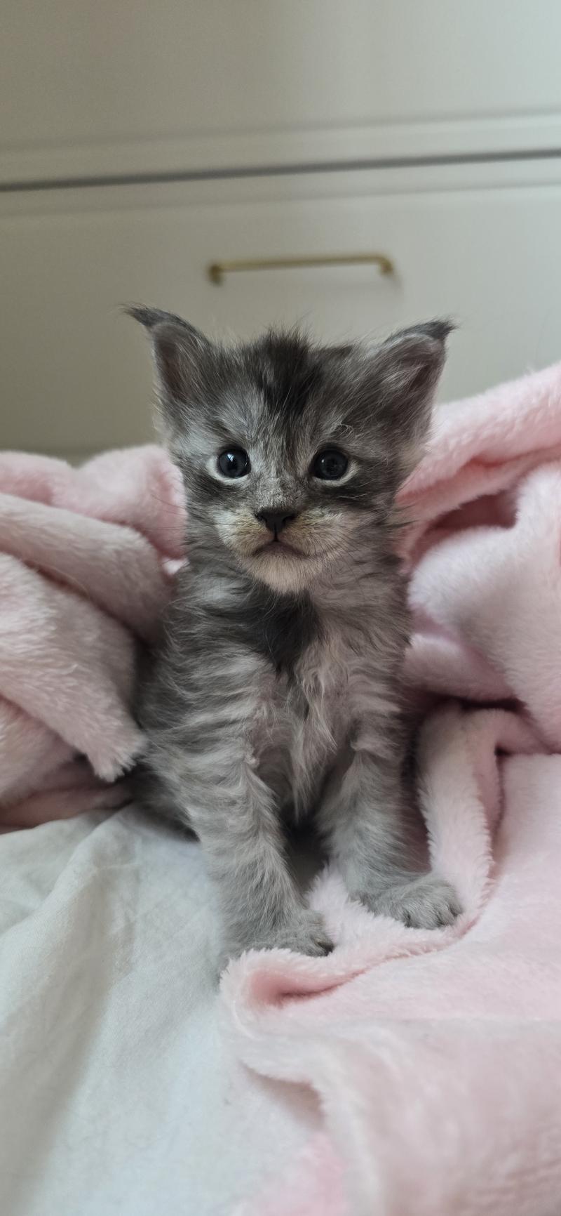 Bloom DE L'OR SAUVAGE Femelle Maine coon