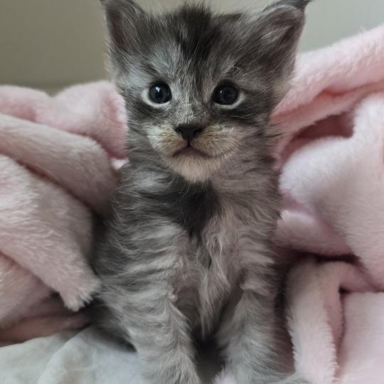 Bloom DE L'OR SAUVAGE Femelle Maine coon