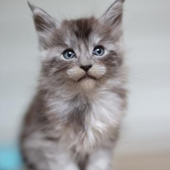 chaton Maine coon black smoke Bloom Elevage de maine coon L'Or sauvage