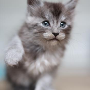 chaton Maine coon black smoke Bloom Elevage de maine coon L'Or sauvage