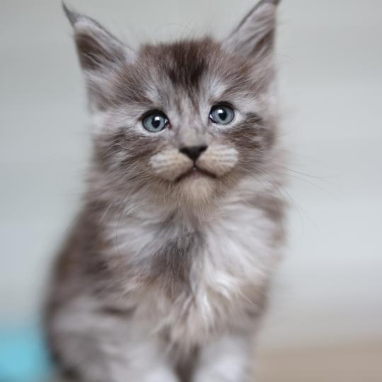 Bloom DE L'OR SAUVAGE Femelle Maine coon