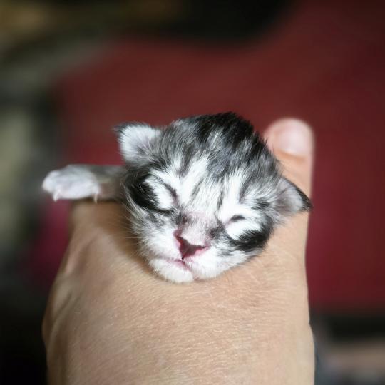 chaton Maine coon black silver blotched tabby Elevage de maine coon L'Or sauvage